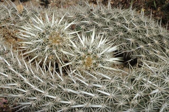 Machaeocereus_eruca_1